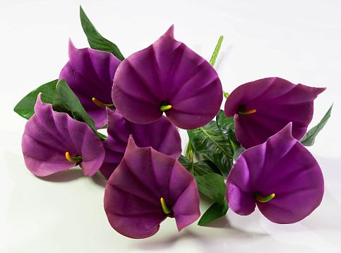 Букет калл "Тереза" 7 цветков от магазина KALINA являющийся официальным дистрибьютором в России 