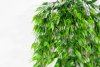 картинка Ампельная зелень Шанте 2 от магазина KALINA