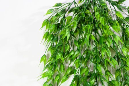 картинка Ампельная зелень Шанте 2 от магазина KALINA