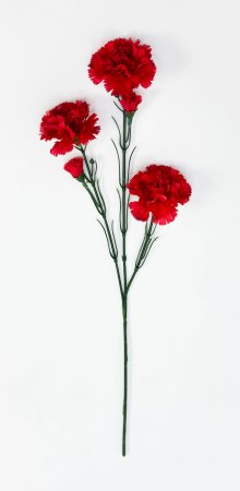 Гвоздика ветка "Степ"  3 цветка 2 бутона