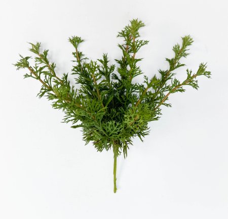 картинка Фенхель от магазина KALINA