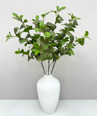 картинка Фикус Моклэйм (Мокламе) от магазина KALINA