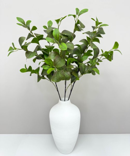 картинка Фикус Моклэйм (Мокламе) от магазина KALINA