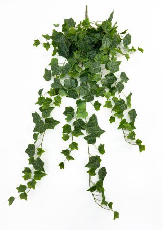 картинка Плющ садовый большой от магазина KALINA