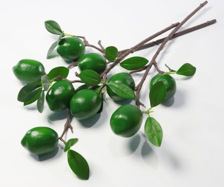 Ветка с плодами лайма