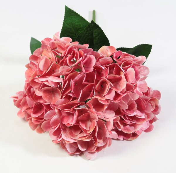 Букет гортензий 5 веток "Дикий арбуз"