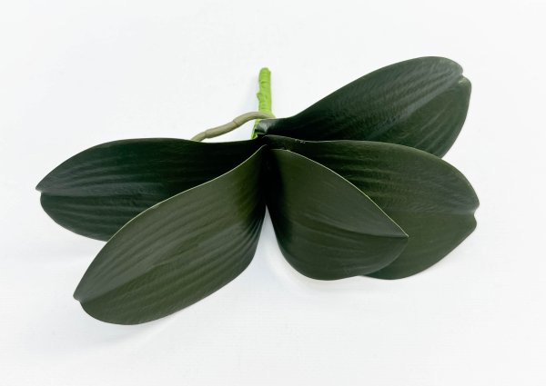 картинка Орхидея 5 листов с корешками от магазина KALINA