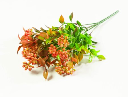 Скимия разноцветная