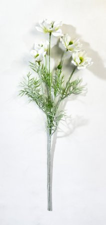 Клематис молочный