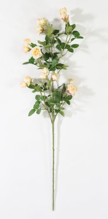 Кустовая роза персиковая