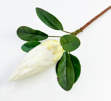 Протея "Королевская белая" 