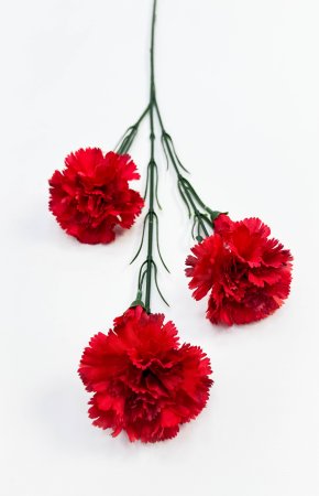 Гвоздика ветка "Степ"  3 цветка 2 бутона