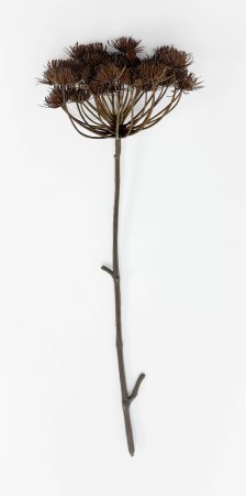 Борщевик коричневый