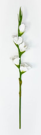 Гладиолус "Цветочный калейдоскоп" белый