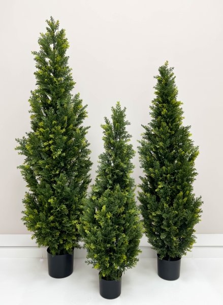 Туя Брабант 120 см