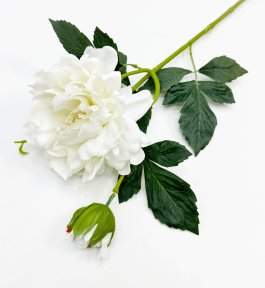 Пион "Герцогиня" белый