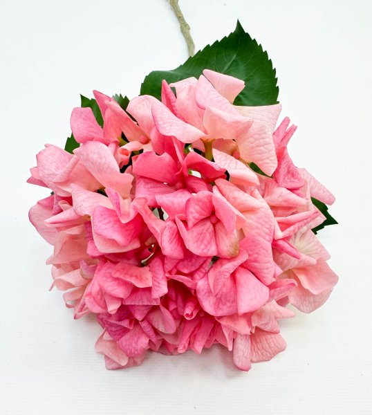 Гортензия «Арбузный сорбет» 