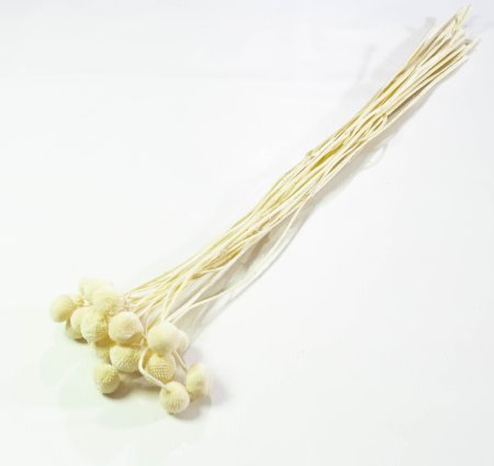 Краспедия 3