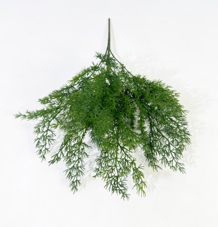 картинка Ветка туи "Холмструп" от магазина KALINA