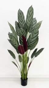 Калатея Маджестика 180 см