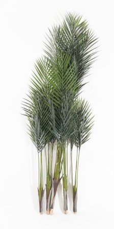 Финиковая пальма БЕЗ КАШПО 150 см