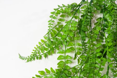 картинка Ампельная зелень "Дартс 2" от магазина KALINA