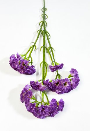 Статица фиолетовая