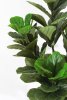 Фикус Лирата 180 см БЕЗ КАШПО