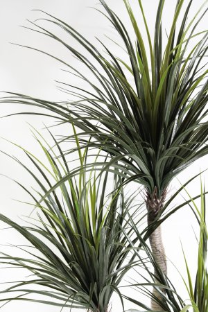 Драцена Маргината 160 см БЕЗ КАШПО