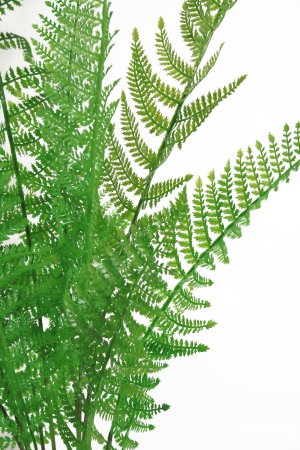 Щитовник мужской малый 75 см