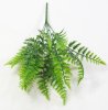 картинка Папоротник Кудрявый от магазина KALINA