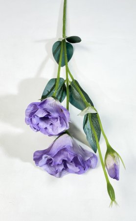 Эустома сиреневая