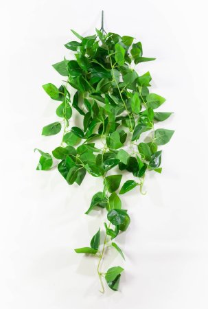 картинка Эпипремнум 2 от магазина KALINA