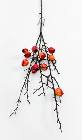 Ветка с красными плодами эвкалипта