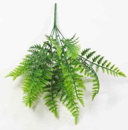 картинка Папоротник Кудрявый от магазина KALINA