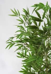 Куст бамбука 160 см. БЕЗ КАШПО