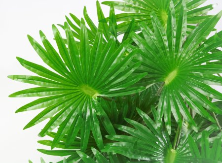 картинка Ветка вашингтонии крупная от магазина KALINA