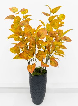 картинка Тополь осенний большая ветка от магазина KALINA