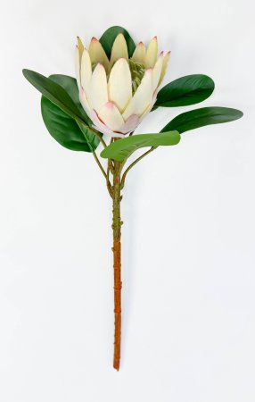 Протея артишоковая "Мадиба" молочная