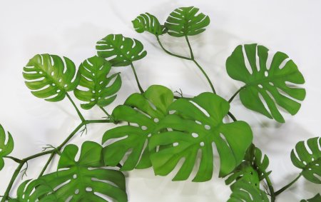 картинка Лиана монстры с крупным листом от магазина KALINA