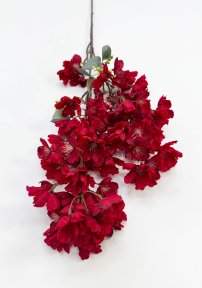 Сакура мелкопильчатая бордовая