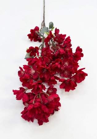 Сакура мелкопильчатая бордовая