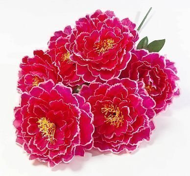 Пион "Дракон" 6 цветков от магазина KALINA являющийся официальным дистрибьютором в России 