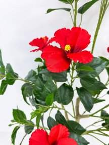 Куст гибискуса красный БЕЗ КАШПО