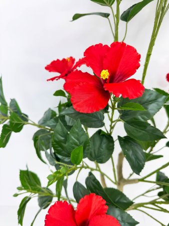 Куст гибискуса красный БЕЗ КАШПО