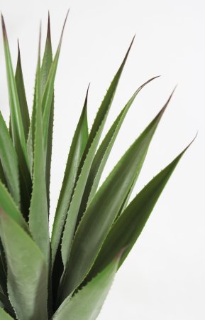 Агава Шака Зулу (БЕЗ КАШПО) 35 листов