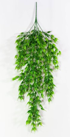 картинка Ампельная зелень Шанте 2 от магазина KALINA