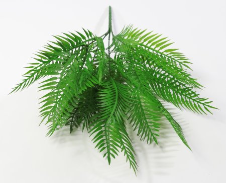 картинка Папоротник "Блехнум" от магазина KALINA