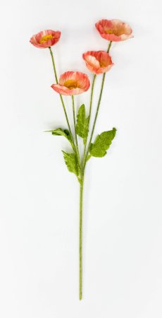 Мак персиковый