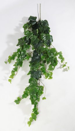 картинка Английский плющ крупнолистный от магазина KALINA